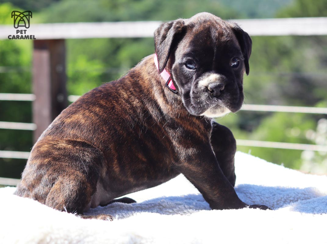 female boxer euro for sale california akc