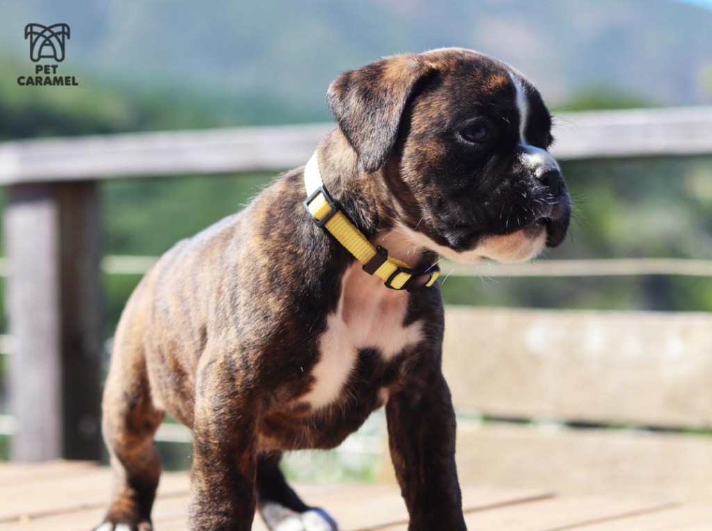 female boxer euro for sale california boxer breeder in Bay area