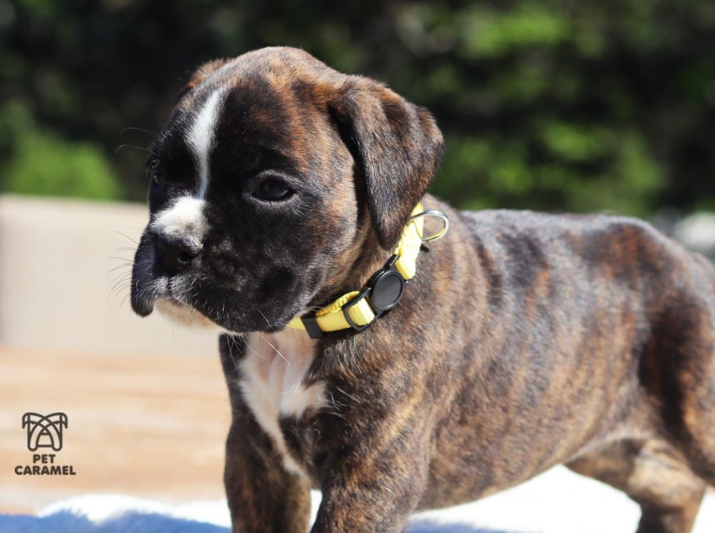 female boxer euro for sale california great boxer breeder