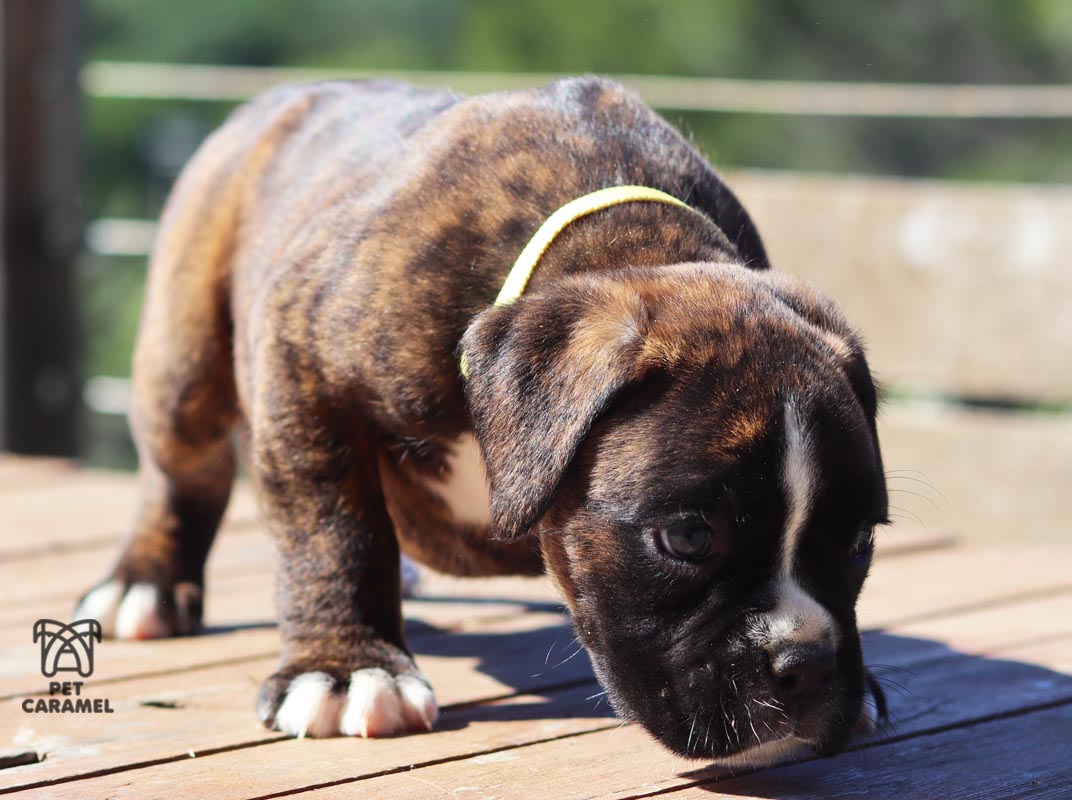 female boxer euro for sale california