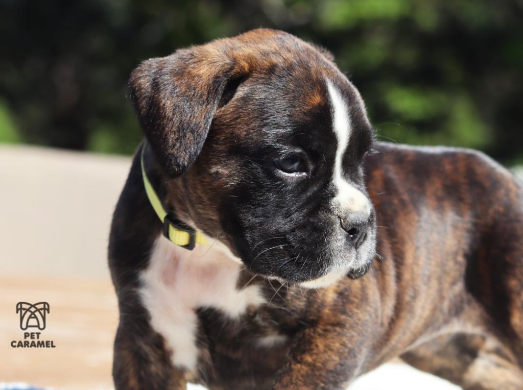 female boxer euro for sale california for sale