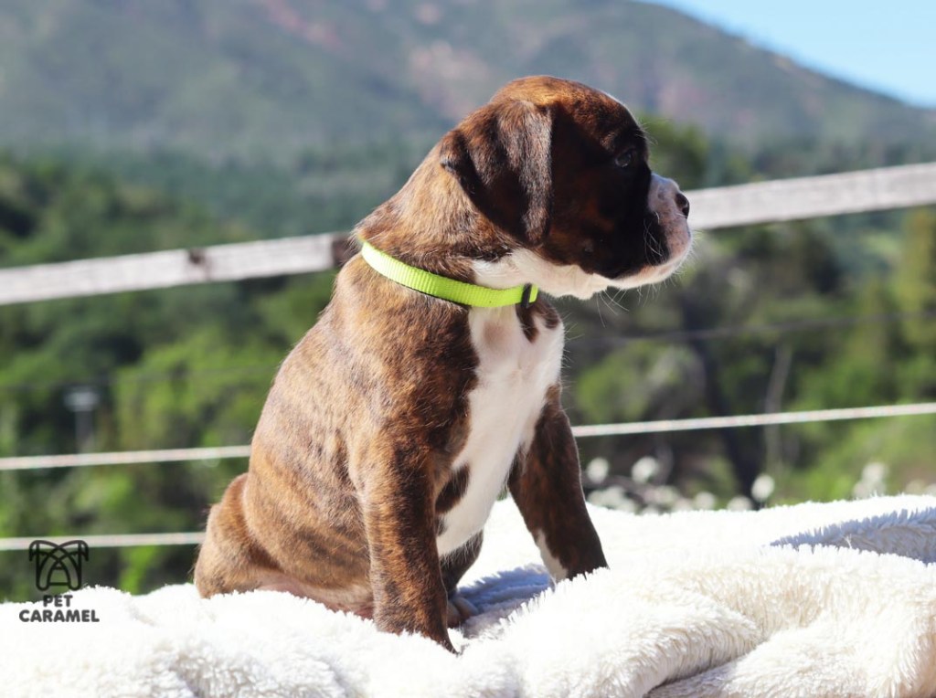 Male boxer euro brindle color for sale california akc price