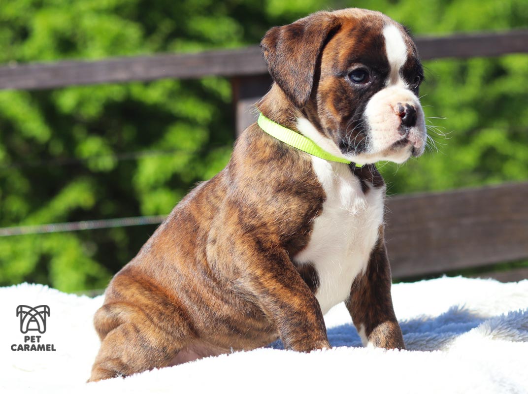 Male BRINDLE boxer euro for sale california akc