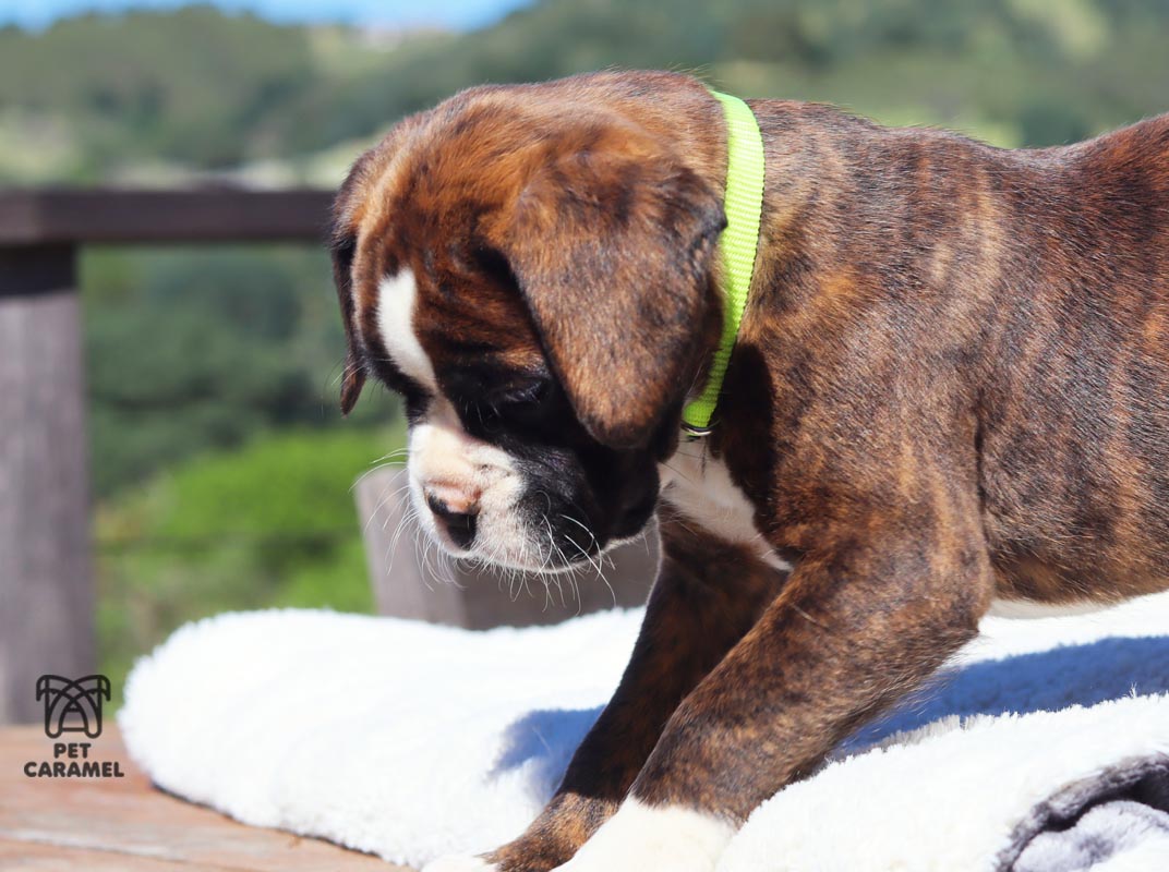 Male boxer euro brindle color for sale california