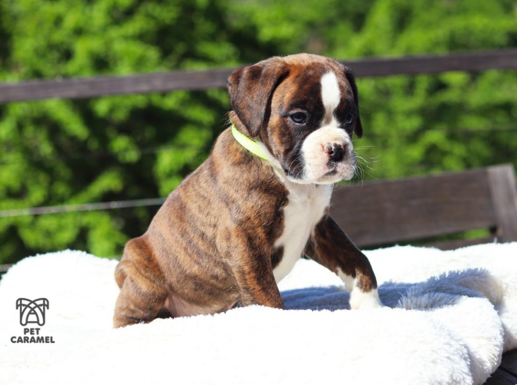 Male boxer euro brindle color for sale california akc
