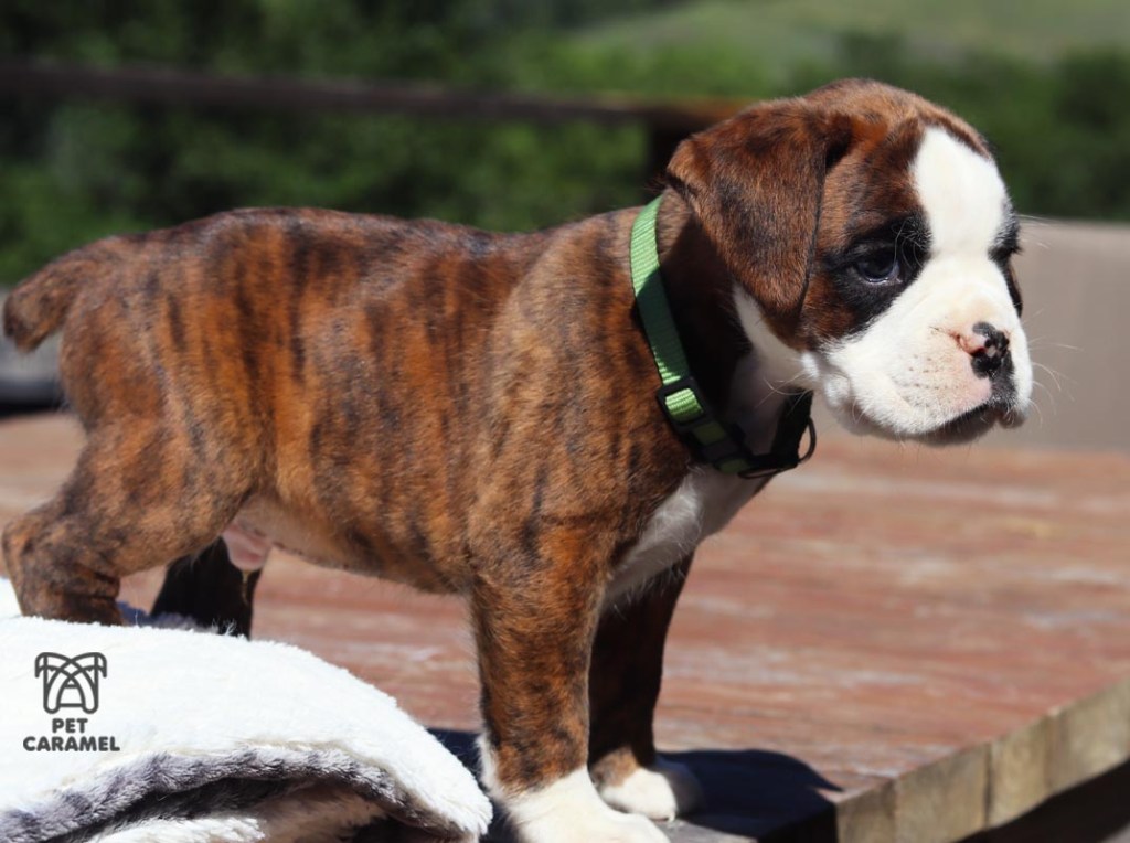 Male boxer euro brindle color for sale california BRINDLE COLOR