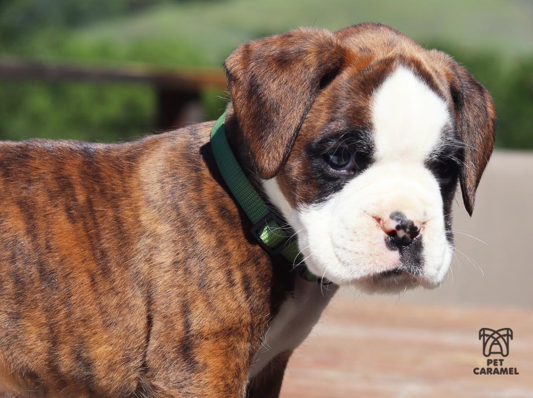 Male boxer euro for sale california
