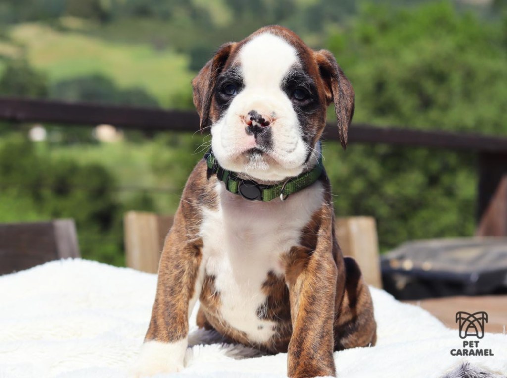 Male boxer euro brindle color for sale california