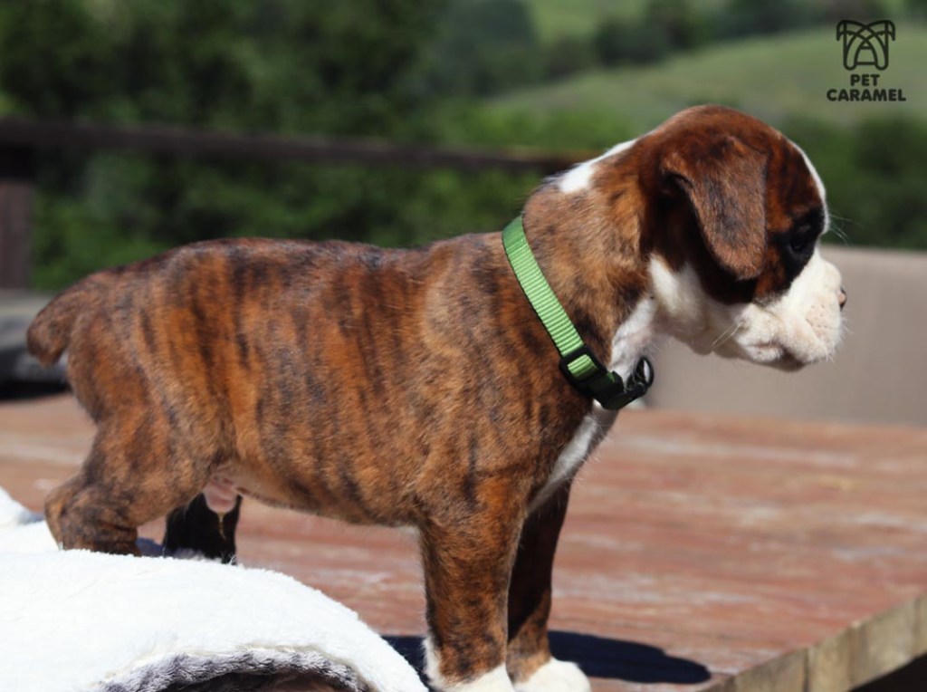 Male boxer euro brindle color for sale california