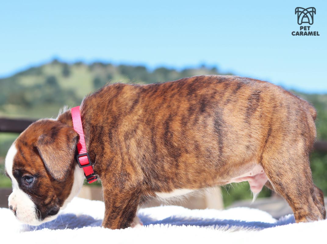 Male boxer euro brindle color for sale california boxer kennel