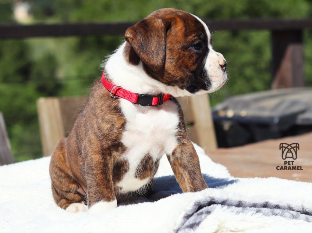 Male boxer euro brindle color for sale california