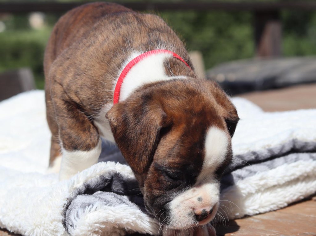 Male boxer euro brindle color for sale california BRINDLE