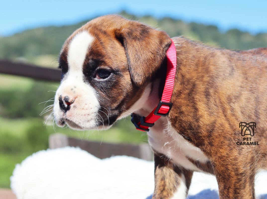 Male boxer euro brindle color for sale california PRICE