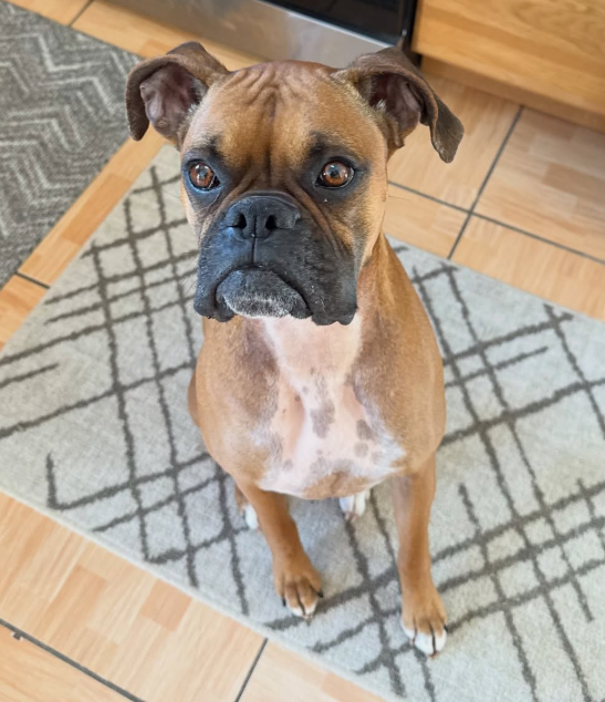 Luna Boxer Fawn