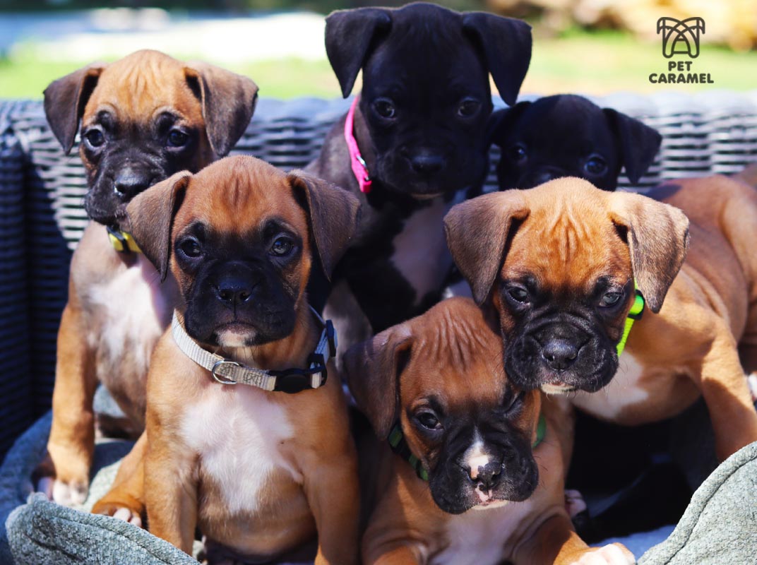 Boxer Puppies for sale