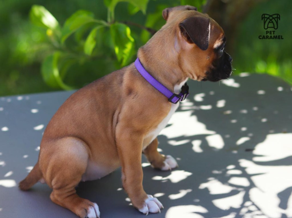 Female fawn black mask