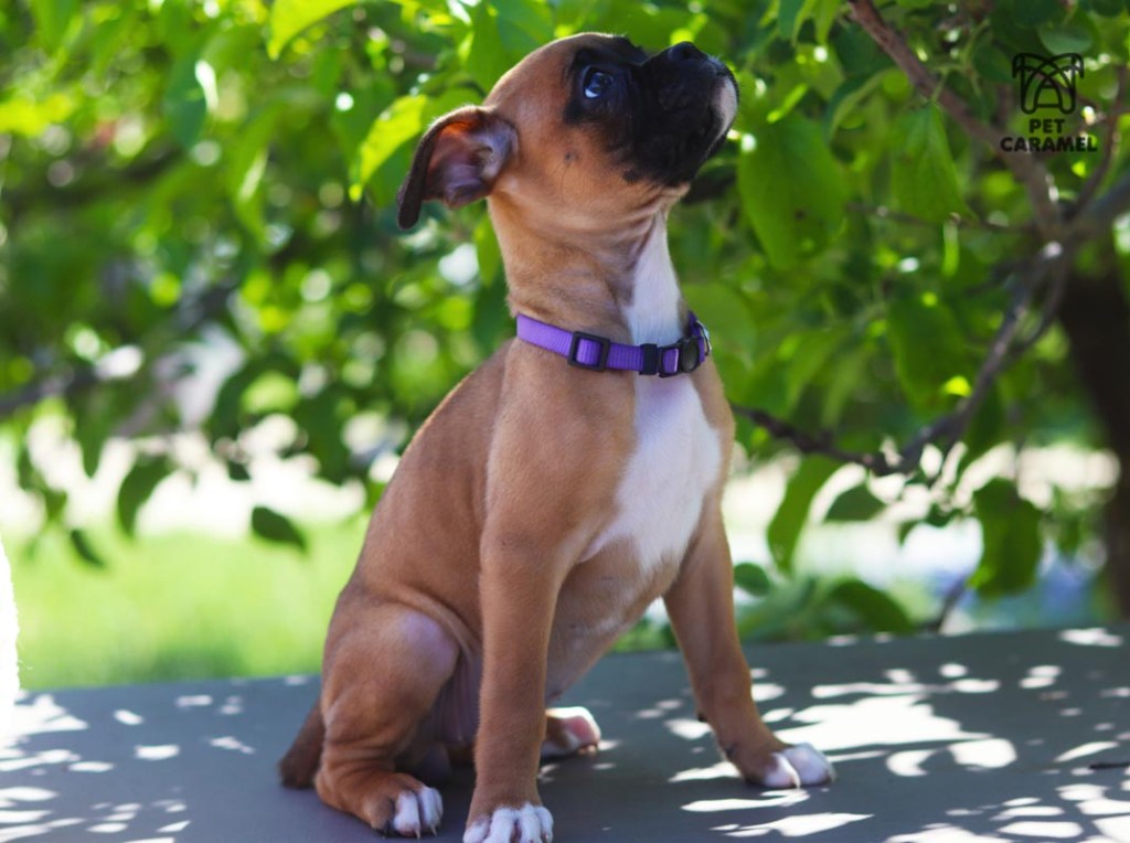 female fawn for sale in california