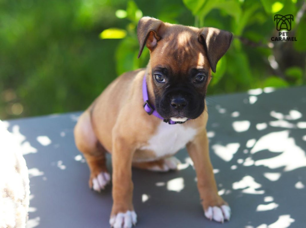 female fawn boxer caramel for sale