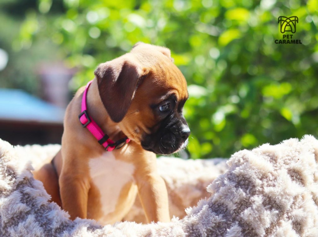 Cute boxer puppy for sale