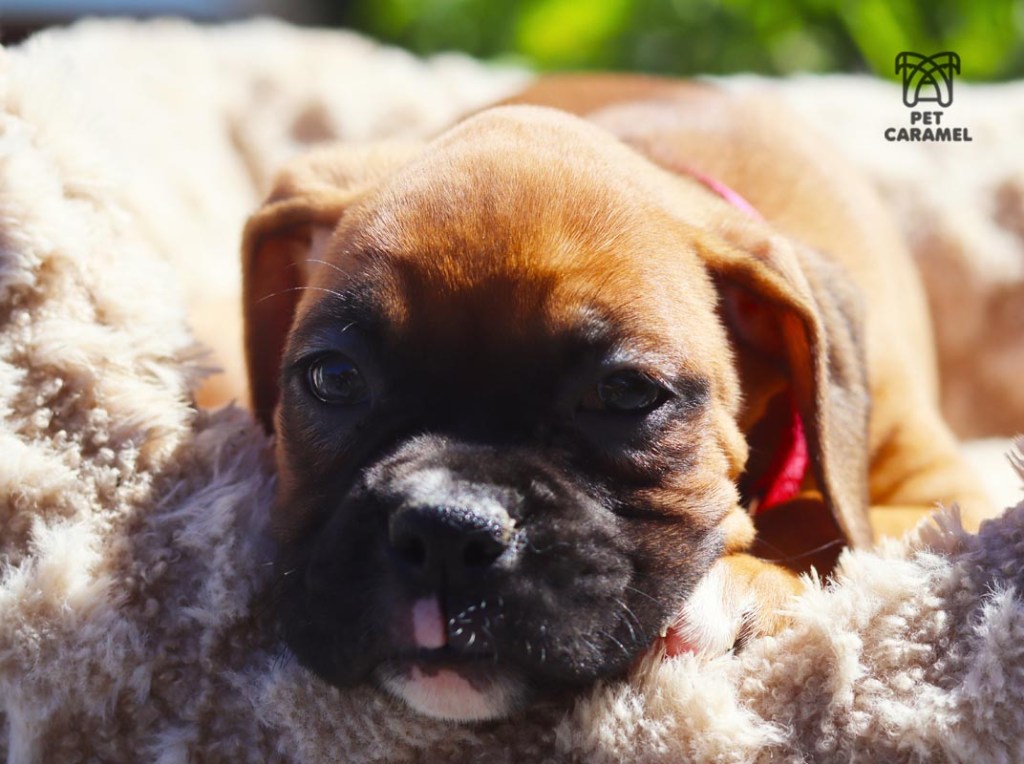 boxer puppy fawn for sale in California