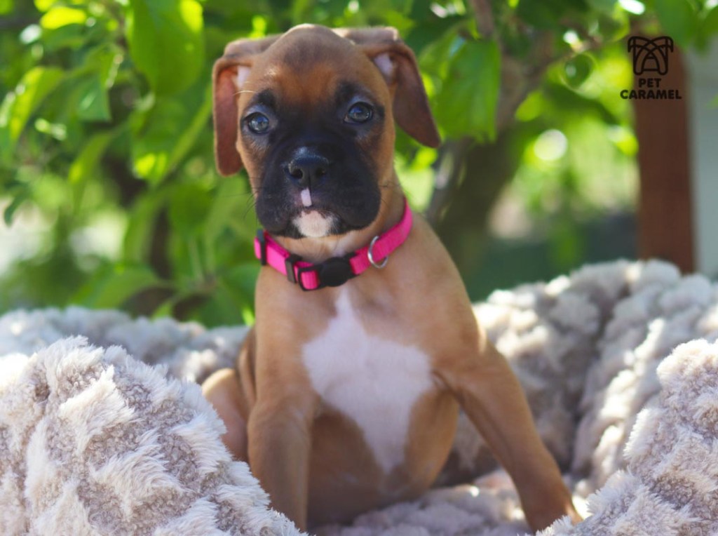Female fawn Boxer Puppy  for sale cute