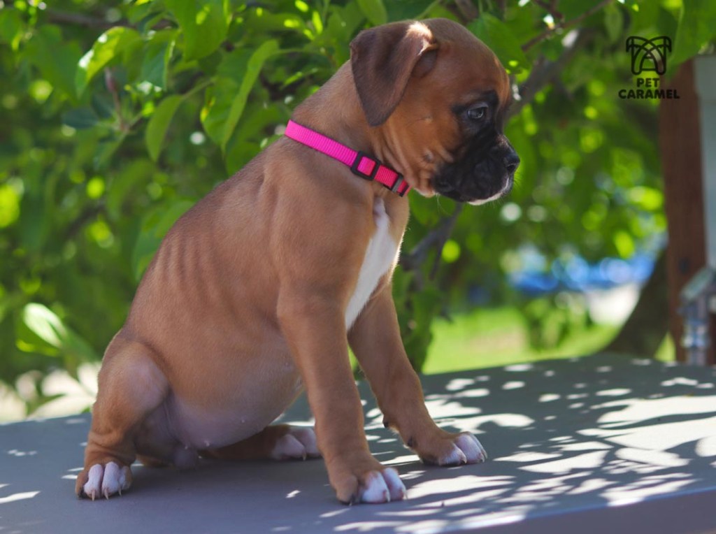 female boxer puppy for sale boxer breeder in CALIFORNIA