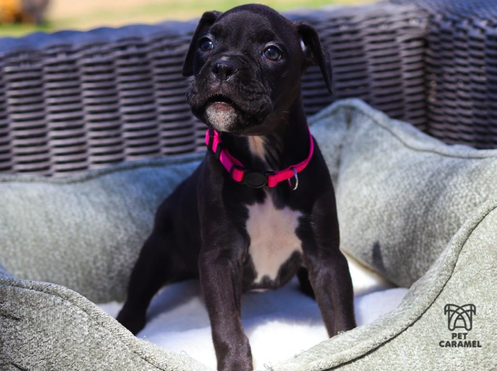 female seal boxer puppy for sale in california AKC CUTE