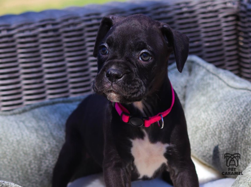 CUTE FEMALE BOXER PUPPY FOR SALE