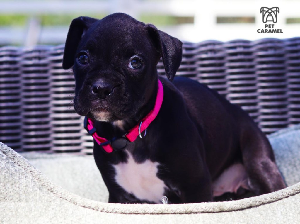 female black boxer puppy for sale AKC