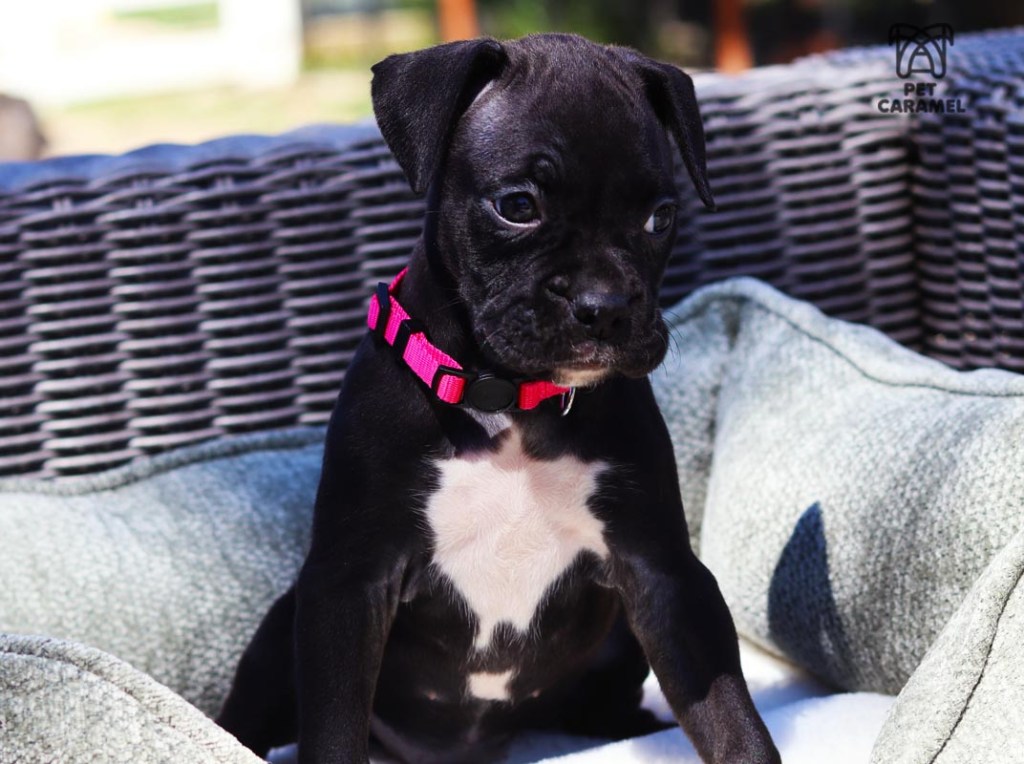 female seal boxer puppy for sale in california AKC