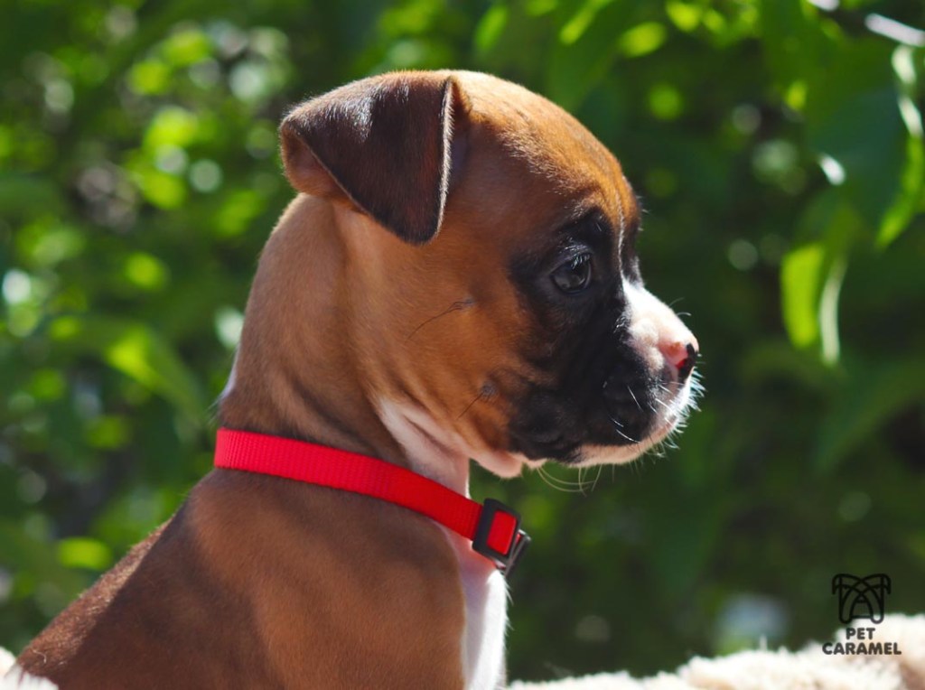 female fawn boxer puppy for sale