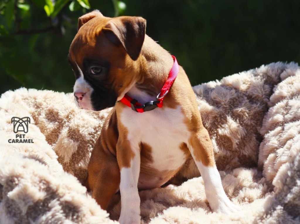 FEMALE FLASHY BOXER BREEDER FOR SALE