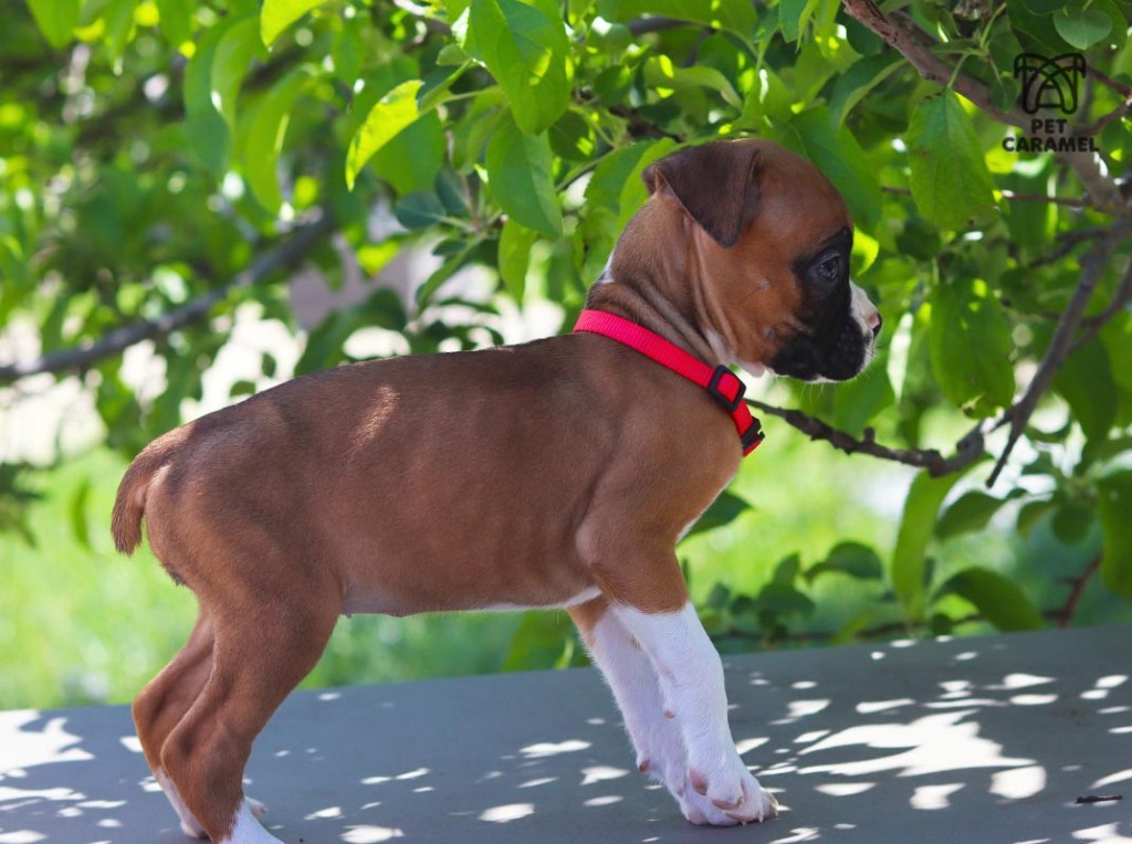 Boxer puppy for sale 