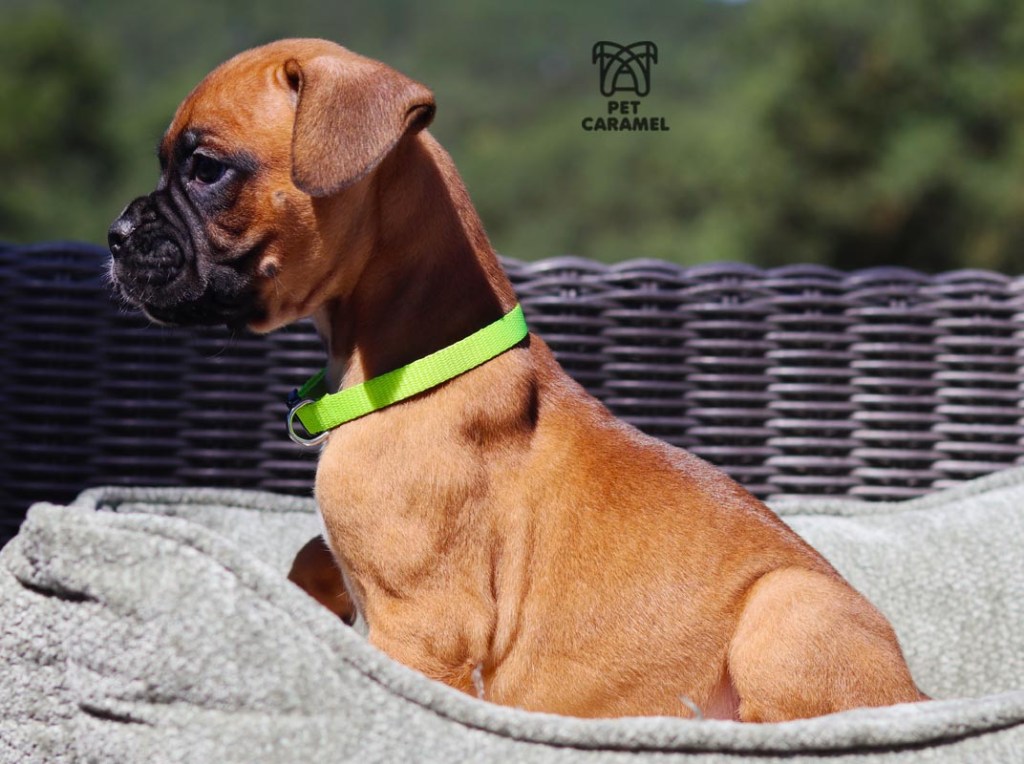 male boxer puppy for sale