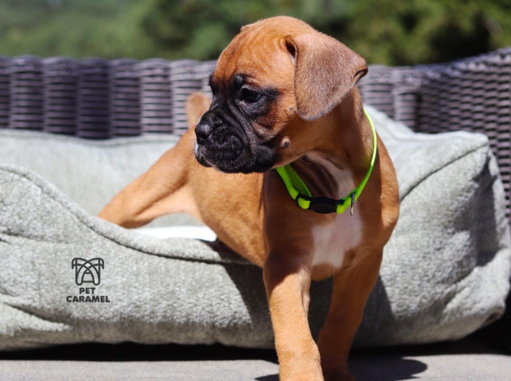 male boxer fawn puppy for sale