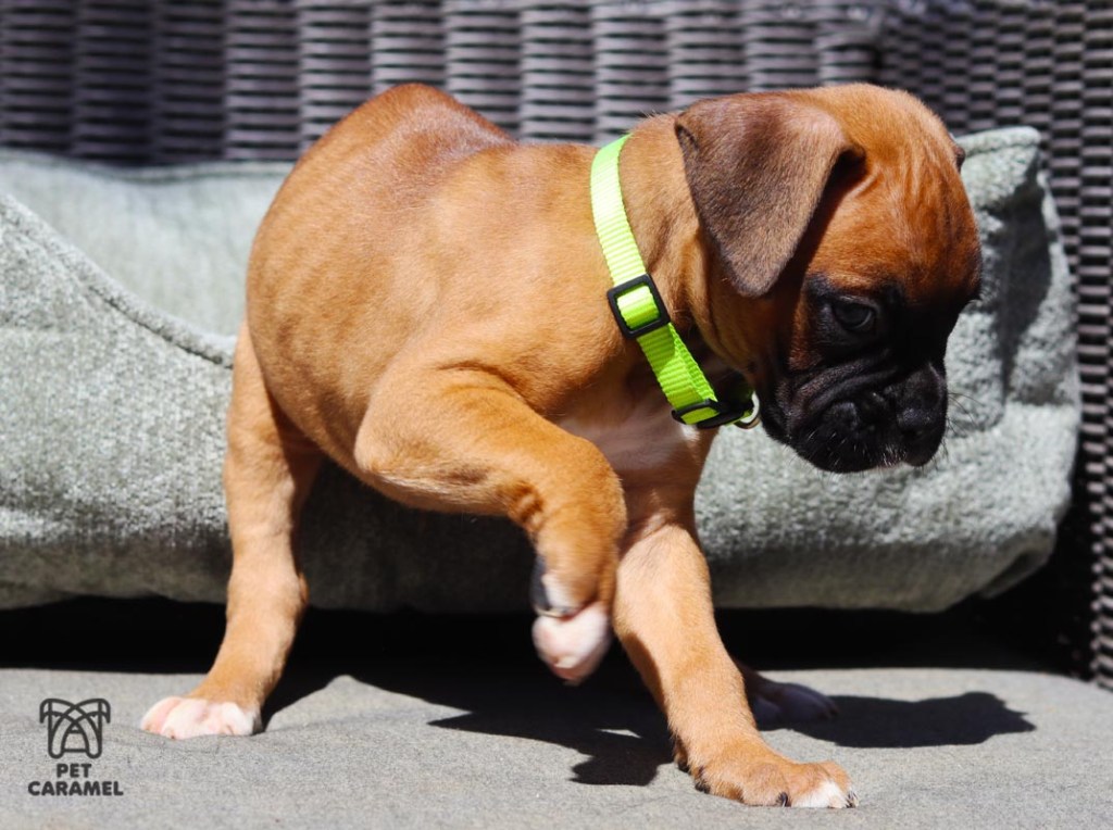 male boxer for sale boxer breeder caifornia