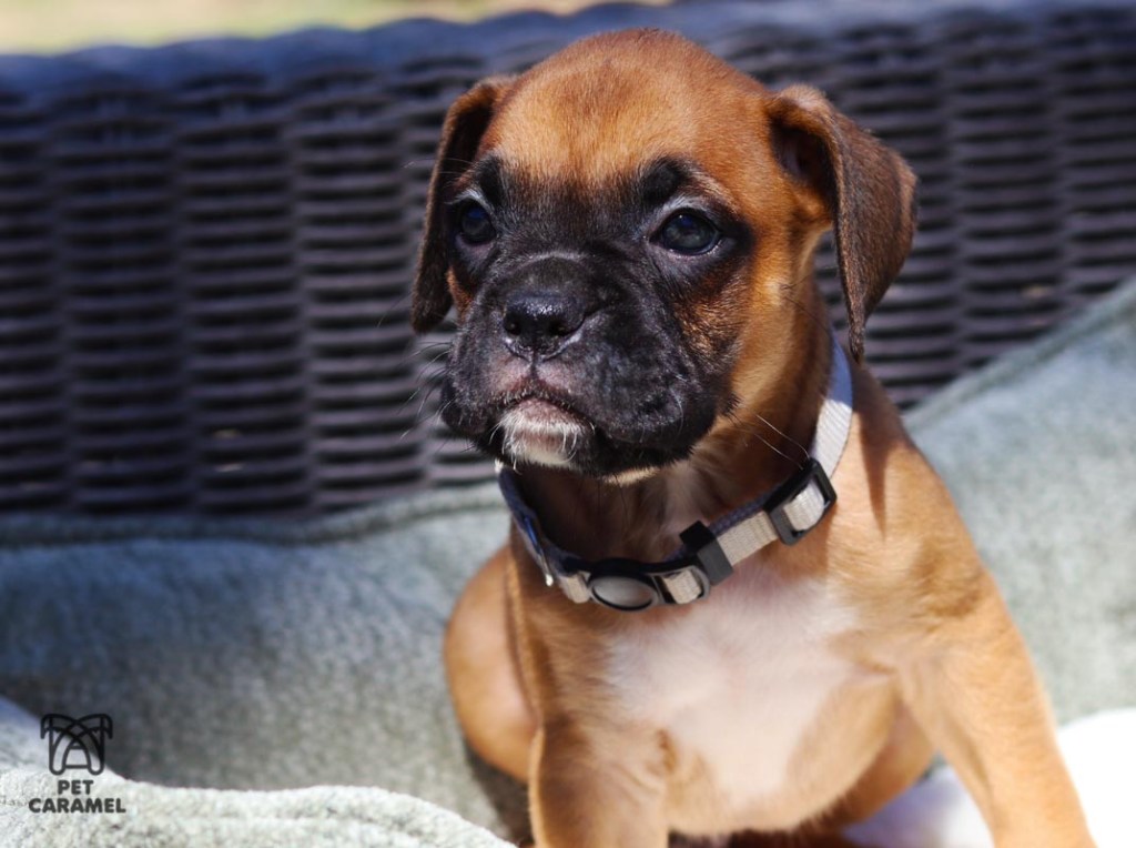 male fawn for sale in California reputable breeder
