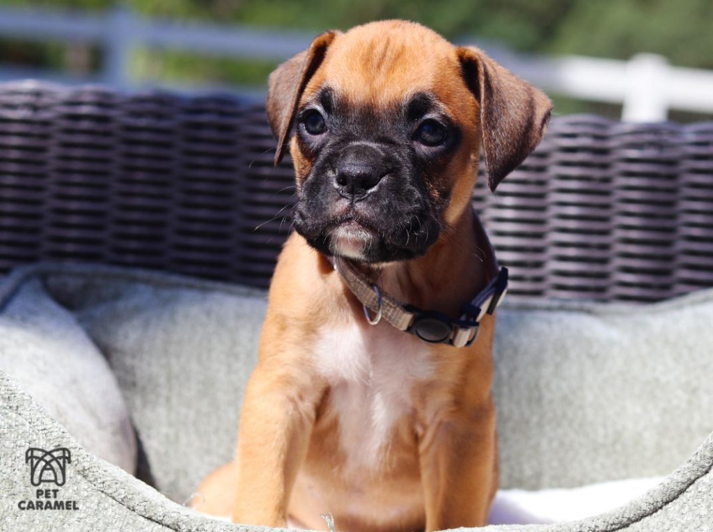 MALE boxer fawn for sale in California