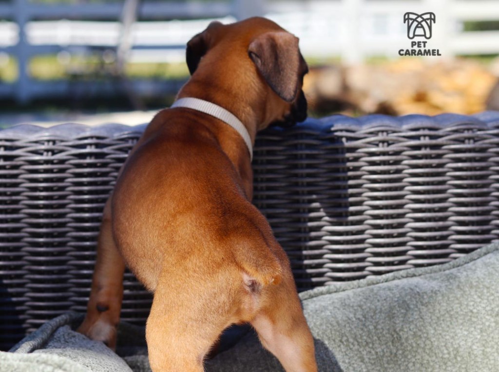 male fawn cute puppy for sale