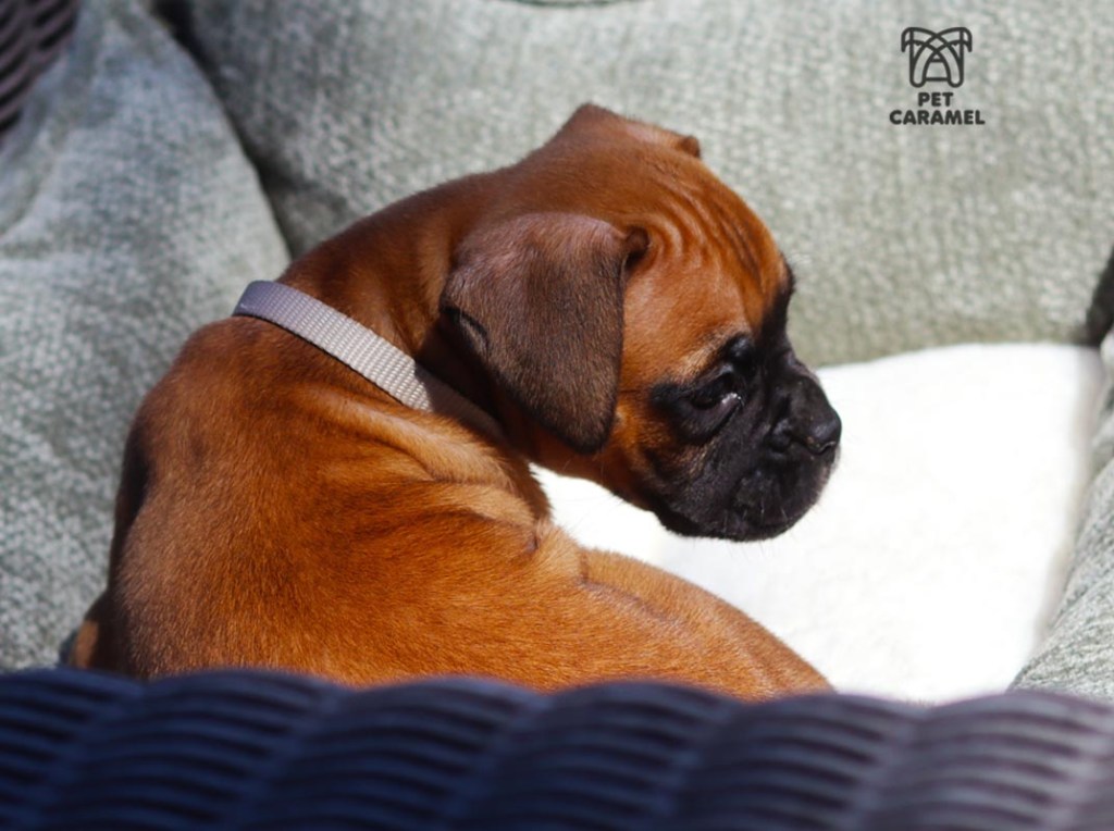 cute boxer fawn for sale in california