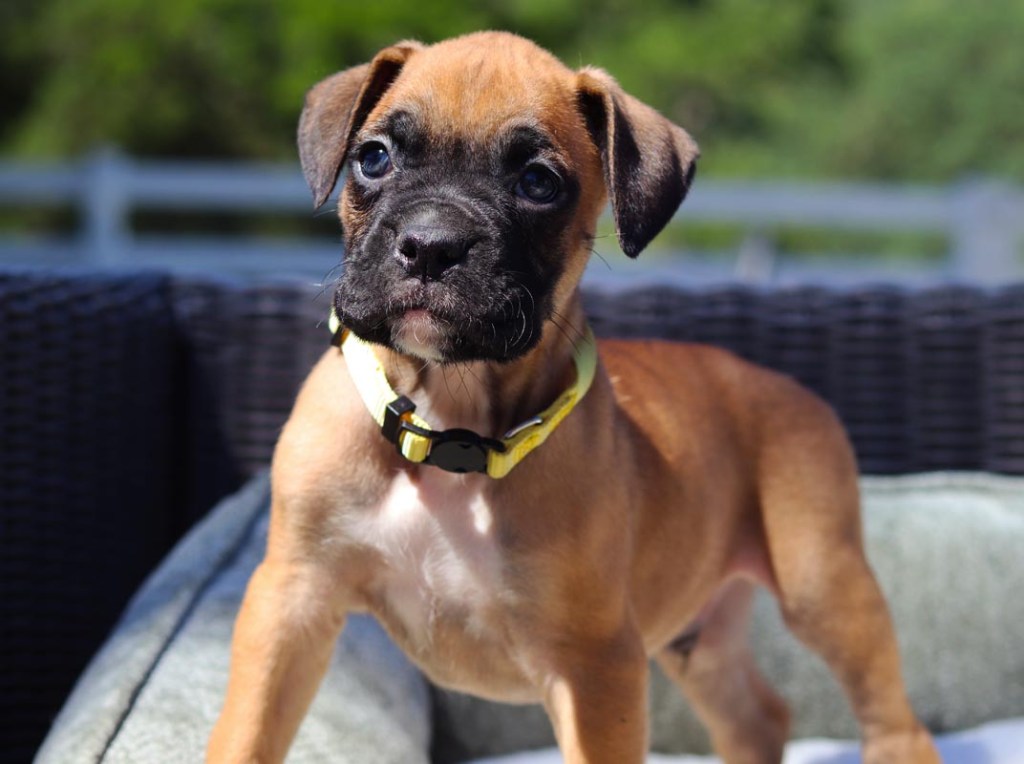 Cute male fawn for sale in california AKC breeder