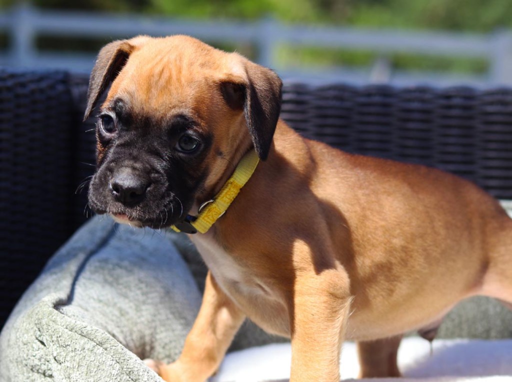mALE BOXER FAWN FOR SALE IN CALIFORNIA