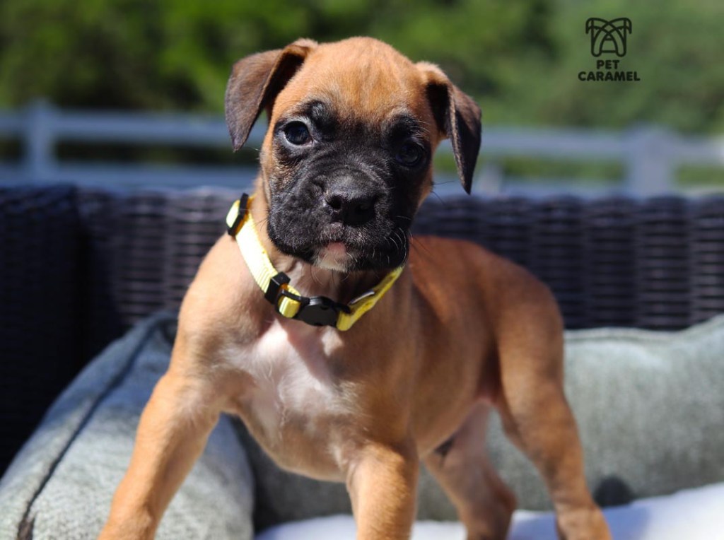 Male FAWN for sale in California