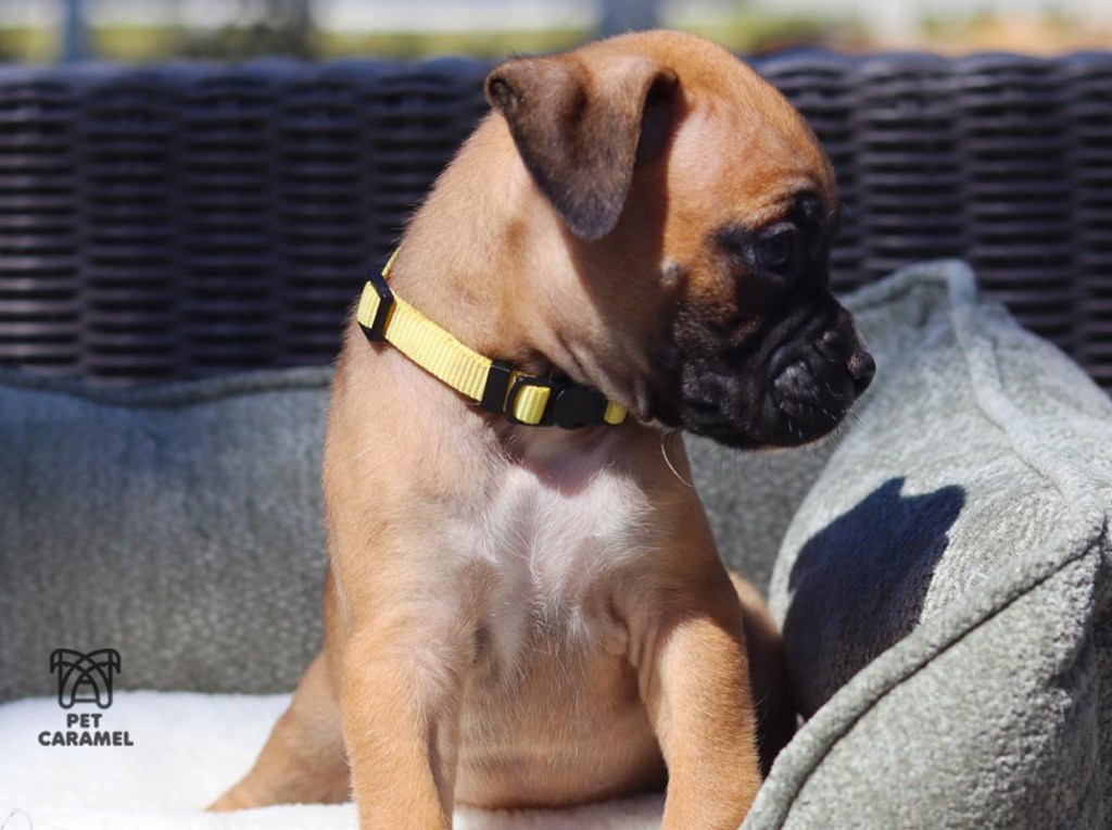Male fawn puppy boxer for sale in California