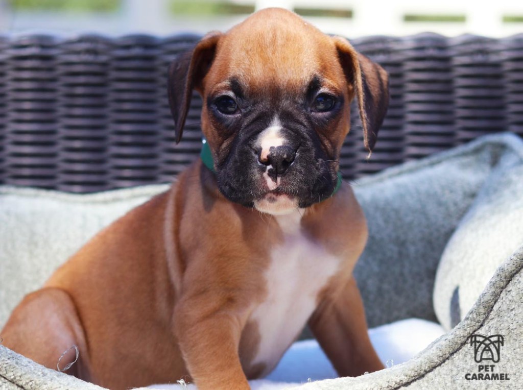 Male Fawn Boxer Puppy for sale