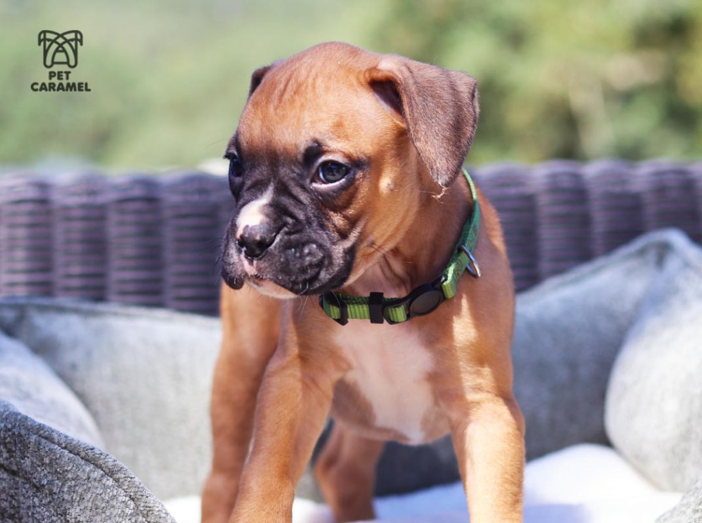 Male Boxer Puppy for sale in California