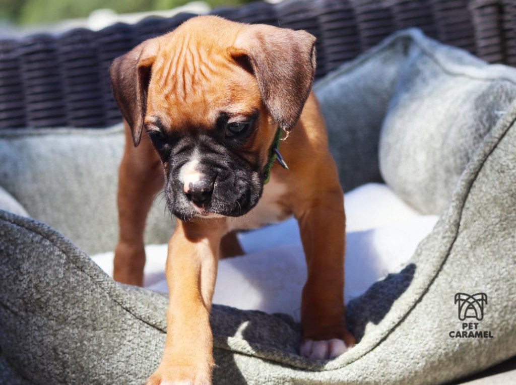 Male Boxer Puppy for sale
