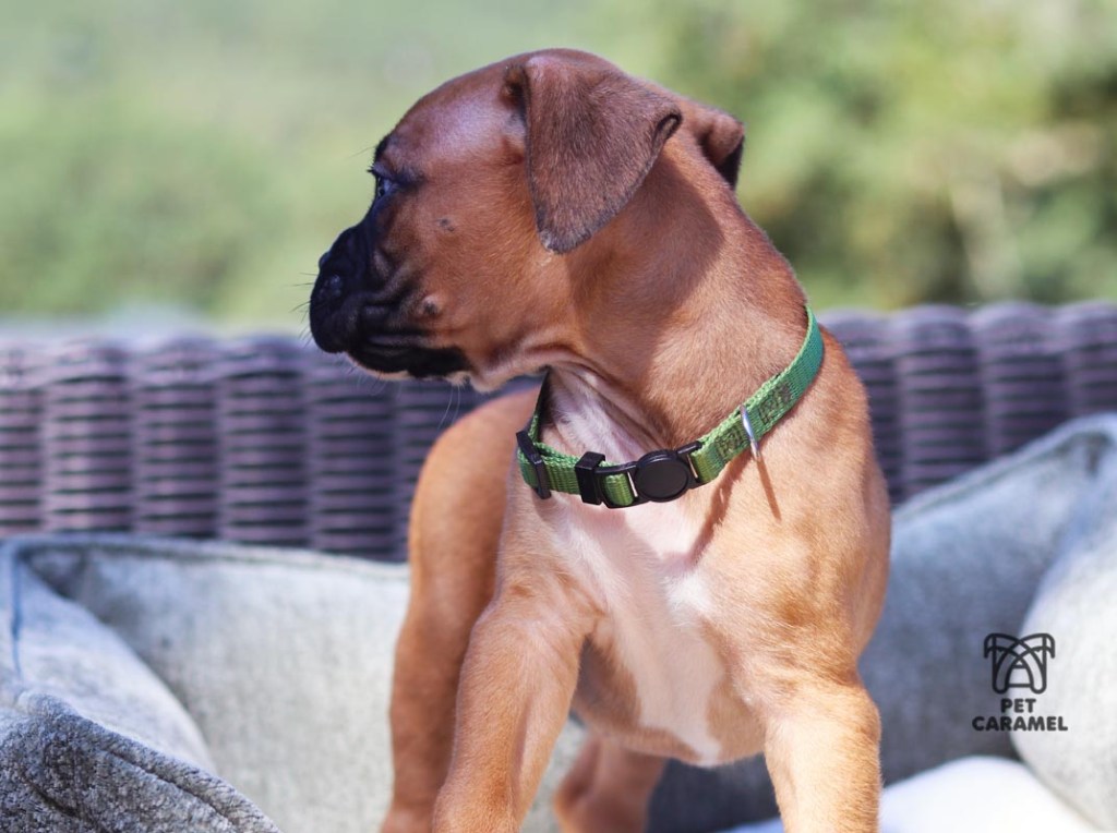 Boxer Puppy for sale in California Bay Area