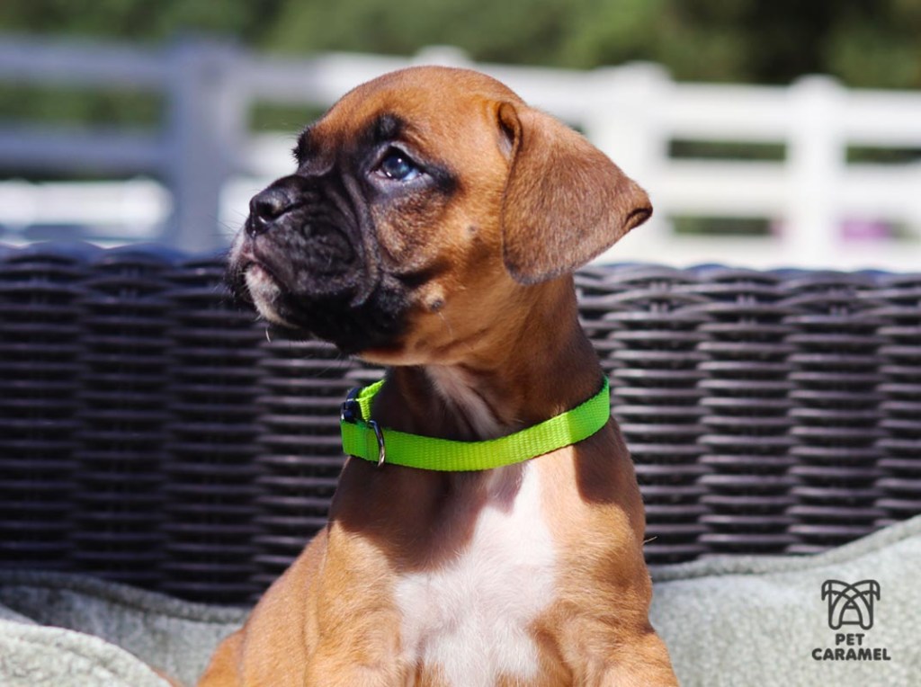 male fawn for sale pet caramel