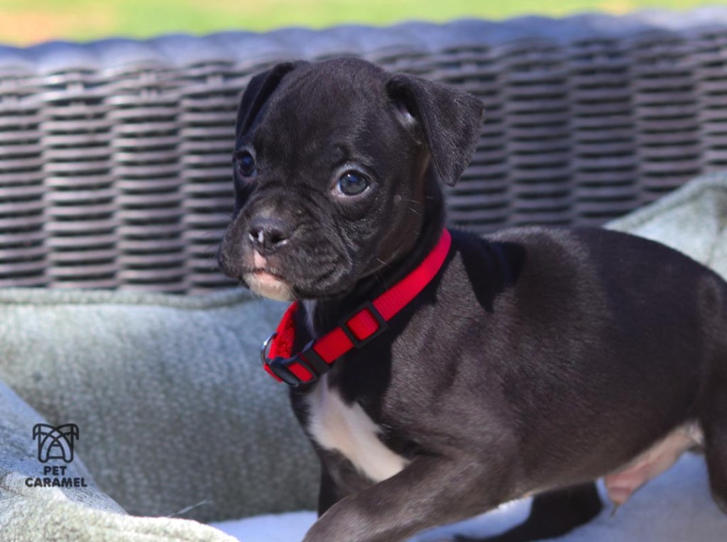 Male cute boxer for sale in California